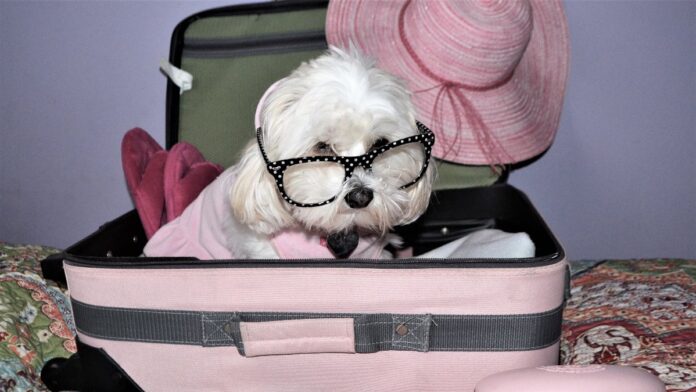 Traveling with Pets